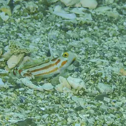 Yasha Goby, photo 3