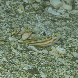 Yasha Goby, photo 4