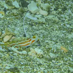 Yasha Goby, photo 5