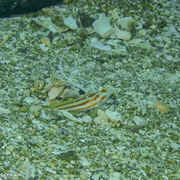 Yasha Goby, photo 6