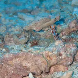 Yasha Goby, photo 8