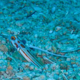 Yasha Goby, photo 9