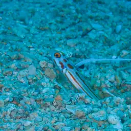 Yasha Goby, photo 10