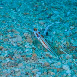 Yasha Goby, photo 11