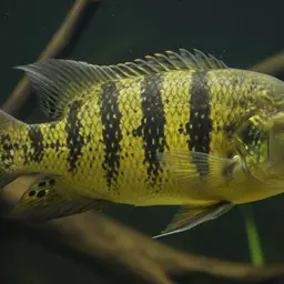 Striped Tucunare, photo 1