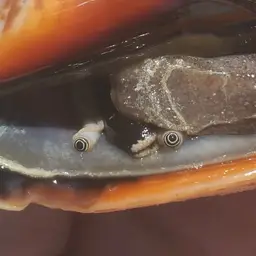 Florida Fighting Conch