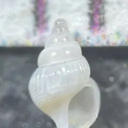 Florida Fighting Conch, photo 3