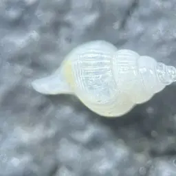Florida Fighting Conch, photo 4