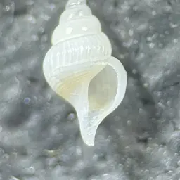 Florida Fighting Conch, photo 5