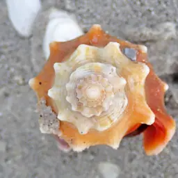 Florida Fighting Conch, photo 6