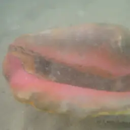 Queen Conch, photo 8