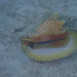 Queen Conch, photo 9