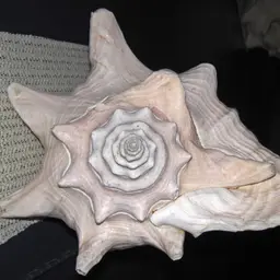 Queen Conch, photo 10