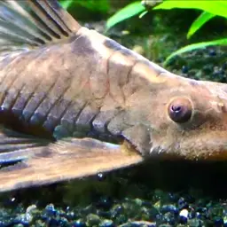 Royal Whiptail, photo 1