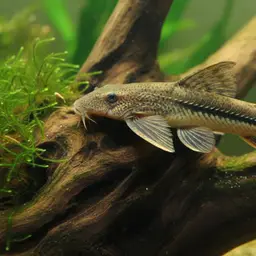 Royal Whiptail, photo 2