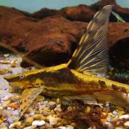 Royal Farlowella Whiptail Catfish (Tank-Bred), photo 1