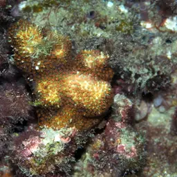 Thorn Coral, photo 1