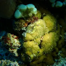 Thorn Coral, photo 2