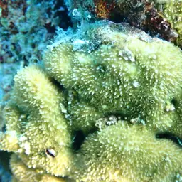 Thorn Coral, photo 3