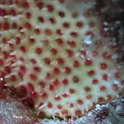 Thorn Coral, photo 4