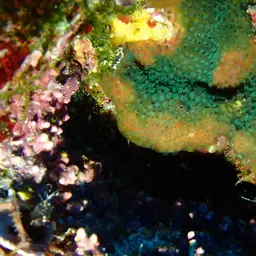 Thorn Coral, photo 5