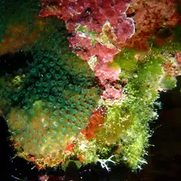 Thorn Coral, photo 6