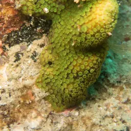 Thorn Coral, photo 7