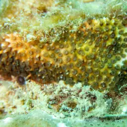 Thorn Coral, photo 8