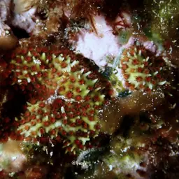 Thorn Coral, photo 9