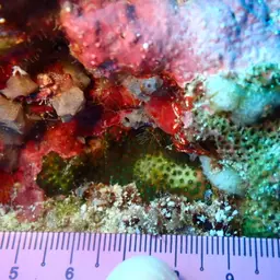 Thorn Coral, photo 10