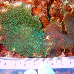 Thorn Coral, photo 11