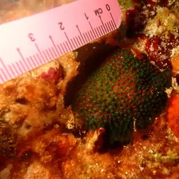 Thorn Coral, photo 12