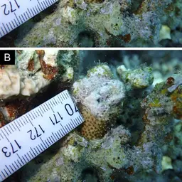 Thorn Coral, photo 1