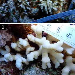 Hood Coral