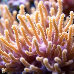 Hood Coral, photo 2