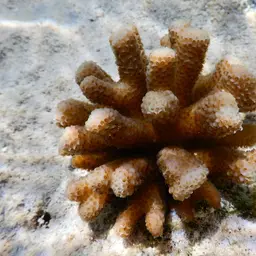 Hood Coral, photo 1