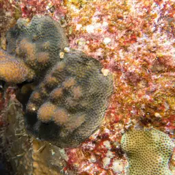 Hood Coral, photo 1