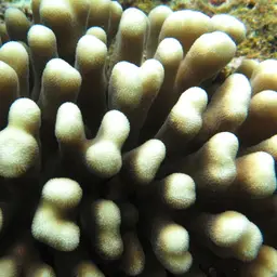 Smooth cauliflower coral
