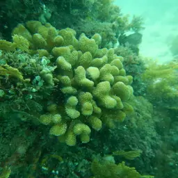 Smooth cauliflower coral, photo 2