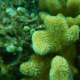 Smooth cauliflower coral, photo 3