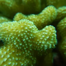 Smooth cauliflower coral, photo 4