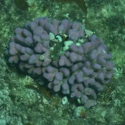 Smooth cauliflower coral, photo 5
