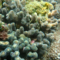 Smooth cauliflower coral, photo 6