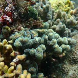Smooth cauliflower coral, photo 7