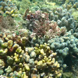 Smooth cauliflower coral, photo 8