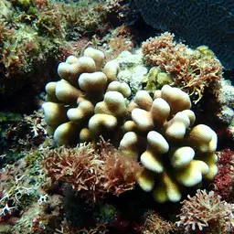 Smooth cauliflower coral, photo 9
