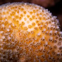 Smooth cauliflower coral, photo 10