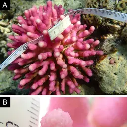 Smooth cauliflower coral, photo 11