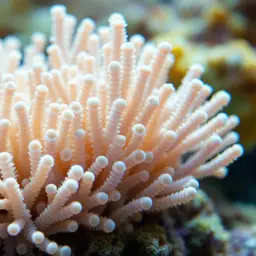 Finger Coral, photo 1