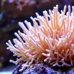Finger Coral, photo 2